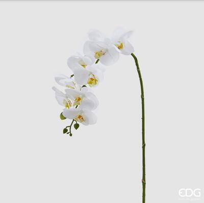 Orchidej bílá,58 cm,  EDG