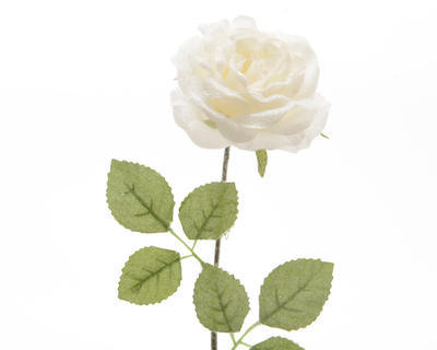 Růže, 11x11x45cm, bílá, zasněžená, KSD