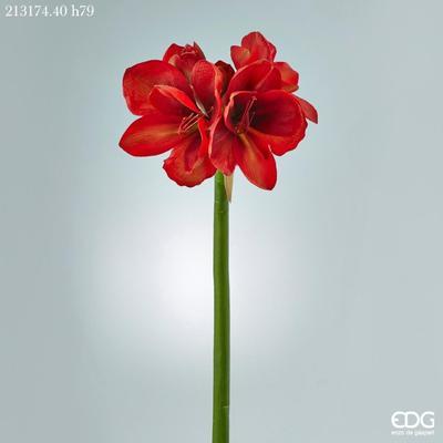 Květina AMARYLLIS DUKE RAMO 79 cm - červená, EDG