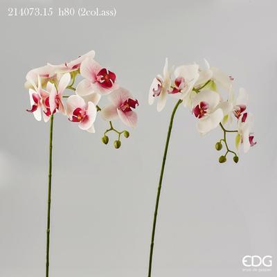 Květina ORCHIDEJ PHALAENOPSIS CHIC 80 cm - bílá/růžová, EDG