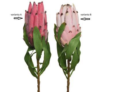 Květina PROTEA, 60 cm, 2 druhy, KSD
