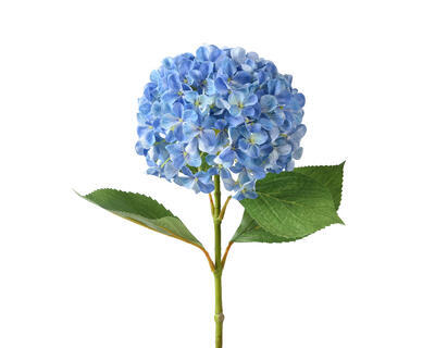 Hortenzie, 67 cm, modrá, KSD