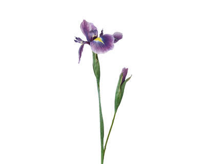 Iris, 78 cm, fialový, KSD