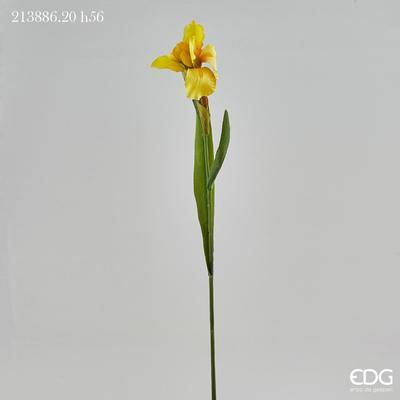 Květina KOSATEC EDEN RAMO 56 cm - žlutý, EDG