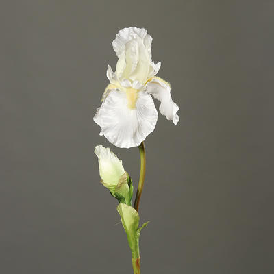 Květina IRIS 77 cm - krémová, DPI