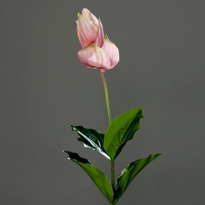 Rostlina MEDINILLA 73 cm - růžová/krémová, DPI