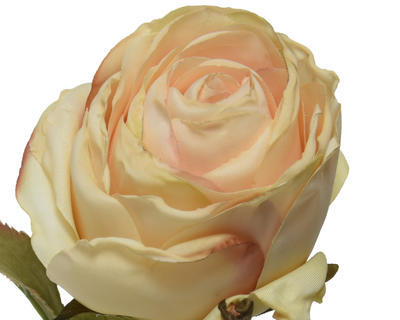 Růže, 61 cm, bílo/růžová, KSD - 2