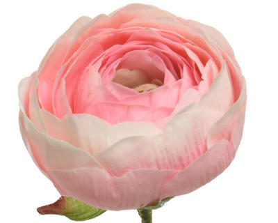 Květina PRYSKYŘNÍK, 51cm, růžová, KSD - 2