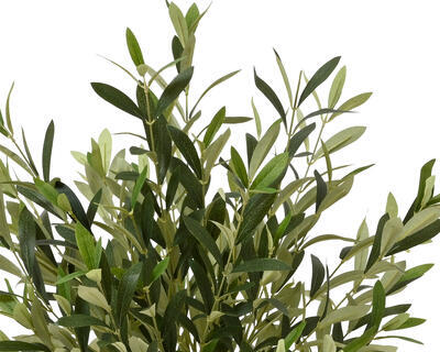 Olivovník v květináči, 120 cm, KSD - 3